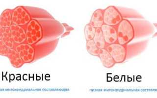 Что такое медленные мышечные волокна?