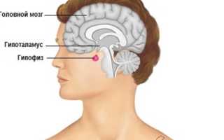 Пролактин в бодибилдинге
