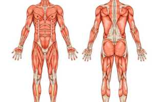 5 стратегий для увеличения объемов мышц