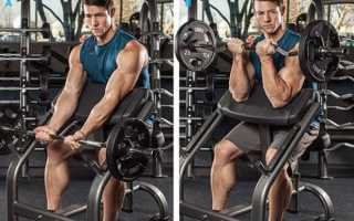 Техника выполнения обратных подъемов на скамье Скотта.