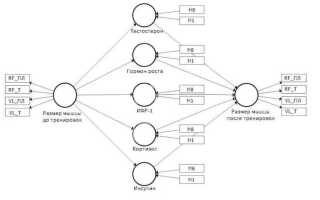 Кортизол и его влияние на рост мышечной массы