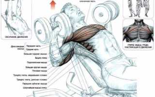 Жим гантелей лежа: правильная техника выполнения