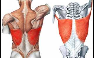 Широчайшие мышцы спины: анатомия и функция