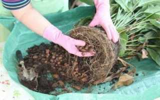 Дети легендарных бодибилдеров – какие они?