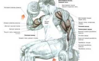 Схема упражнений с гантелями для мужчин и женщин
