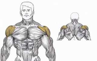 Жим гантелей сидя: развиваем плечи в кротчайшие сроки